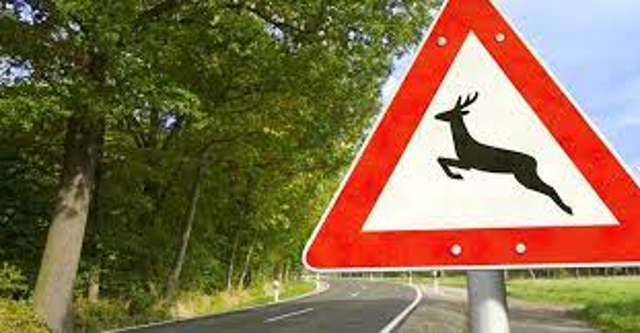 Informazioni utili in caso di incidente stradale causato da animali selvatici. 